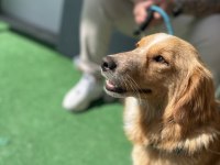 Dünya Tatlısı Bir Melez Köpeği Sahiplenme