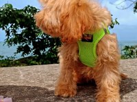 Toy poodle