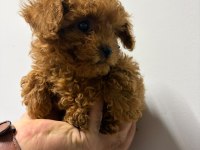 Kore Poodle Yavrular