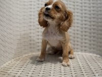 COCKER YAVRU KÖPEĞİMİZ SAKARYA