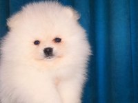 Mükemmel kalite ultra mini pomeranian boy 2kg geçmeyecek