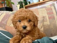 RESMİ İŞLETMEDEN TOY POODLE CİNSİ YAVRU KÖPEKLER