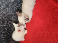 2 AYLIK YAVRU MELEZ KEDİLER