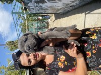 Dev mavi gözlü cane Corso yavrularımız