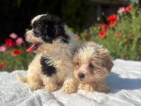 Erkek Morkie Yavrularımız Renk Seçeneği Mevcut