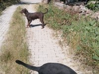 Erkek Dişi Doberman Yavru