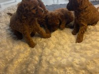 Toy poodle teacup baby yavrular