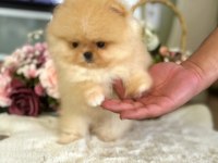 BAL GİBİ MİNİ BOY POMERANİAN AYICIK