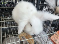 Hollanda lop tavşanı