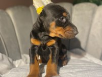 Estetikli king doberman yavrular