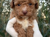 Toy poodle bebekler