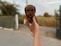 Sevimli poodle bebişim