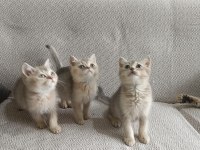 British shorthair bebekler