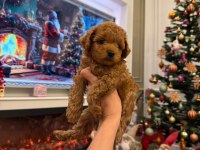 Irk Garantili Poodle Bebekler