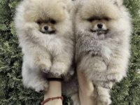 Pomeranian Boo Köpeğimiz