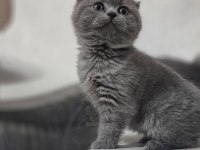 SCOTTİSH FOLD İLGİ ARSIZI KEDİMİZ