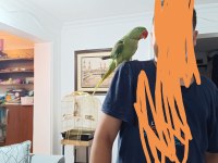 Full evcil yaşını doldurmamış alexander