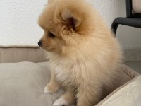 Pomeranian bebek