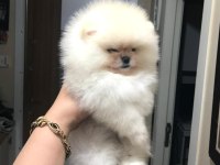 Üst kalite pomeranian boo