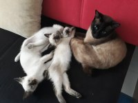 Safkan siyam kedileri