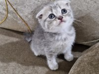 Scottish Fold Yavrumuz Yeni Yuvasına Gitmeye Hazır