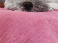 Safkan Dişi Shih Tzu Evayı Sahiplendiriyorum