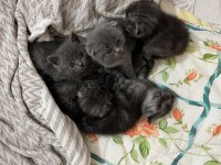 Scottish fold dişi ve erkek