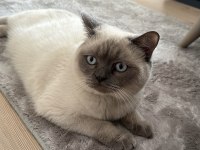 Çiftleştirme british shorthair 8 aylık