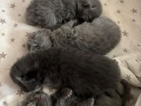 Masal Gibi 4 Scottish Fold Yavrumuz Yeni Yuvasını