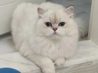 British longhair ns1133 silver point dişi