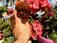 Kore Mikro Dark Brown Poodle