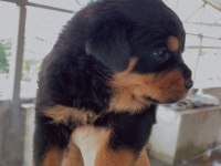 BURSA YAVRU ROTTWEİLER KÖPEKLERİMİZ
