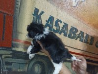 60 Günlük Dişi Morkie