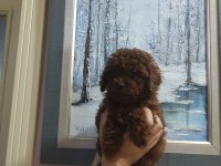 EN UYGUN EN GARANTİ BOY KORE POODLE