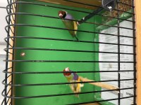 Goldian finch hazır takım