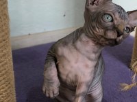 Sphynx home nirvana