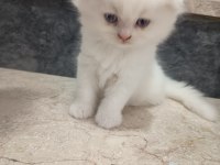 Safkan Orjinal Bebek Kediler