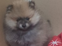 Pomeranian Tarcın Rengi Uygun Sıfır Boy