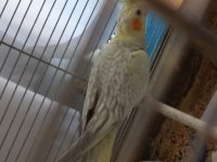 Sultan Papağanı 1.5 Aylık Yavru Erkek