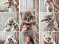 Birbirinden tombul british shorthair yavrular