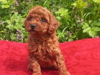 DİŞİ TOY POODLE BEBEKLER