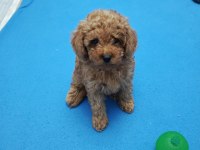 Hakiki toy poodle