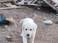 Akbaş köpeğimiz sahiplendirilecek