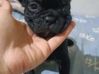 Sağlıklı french bulldog yavrularımız yeni yuvalarını arıyor