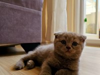 2 aylık erkek scottish fold