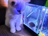 Dişi ve Erkek British Shorthair Yavrular Yer Isparta Merkez