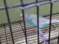 İki yavrusu ile birlikte takım muhabbet kuşu