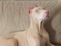 ALBİNO DOBERMAN  ESTETİKLİ AŞILARI YAPILI