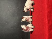MÜKEMMEL KALİTE SİYAM KEDİSİ BEBEKLER