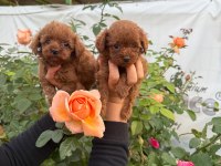 Kore toy poodle yavrularımız